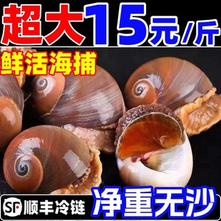猫眼螺鲜活超大沙螺香螺田玉螺当天海捕冷冻满黄海螺贝类海鲜水产