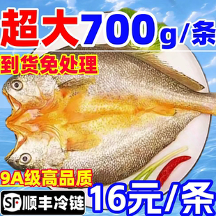 黄鱼鲞鲜活大黄鱼开背三去免处理黄瓜鱼黄花鱼海鱼商用海鲜水产