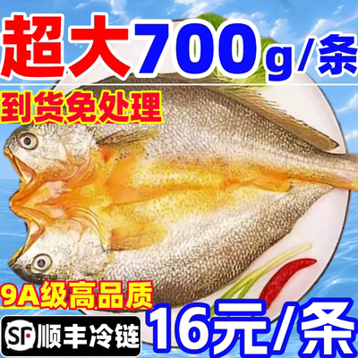 黄鱼鲞鲜活大黄鱼开背三去免处理黄瓜鱼黄花鱼海鱼商用海鲜水产