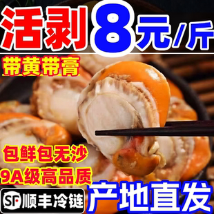 扇贝肉新鲜特大带黄带膏特级扇贝商用鲜活冷冻海鲜水产蒜蓉红扇贝