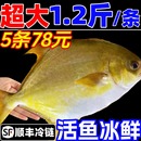 新货金鲳鱼超大金昌鱼鲜活新鲜冷冻平鳊鲳鱼镜鱼湛江海鱼海鲜水产
