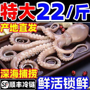 长腿八爪鱼超大特大鲜活新鲜冷冻大章鱼整只商用网红大爆头海鲜