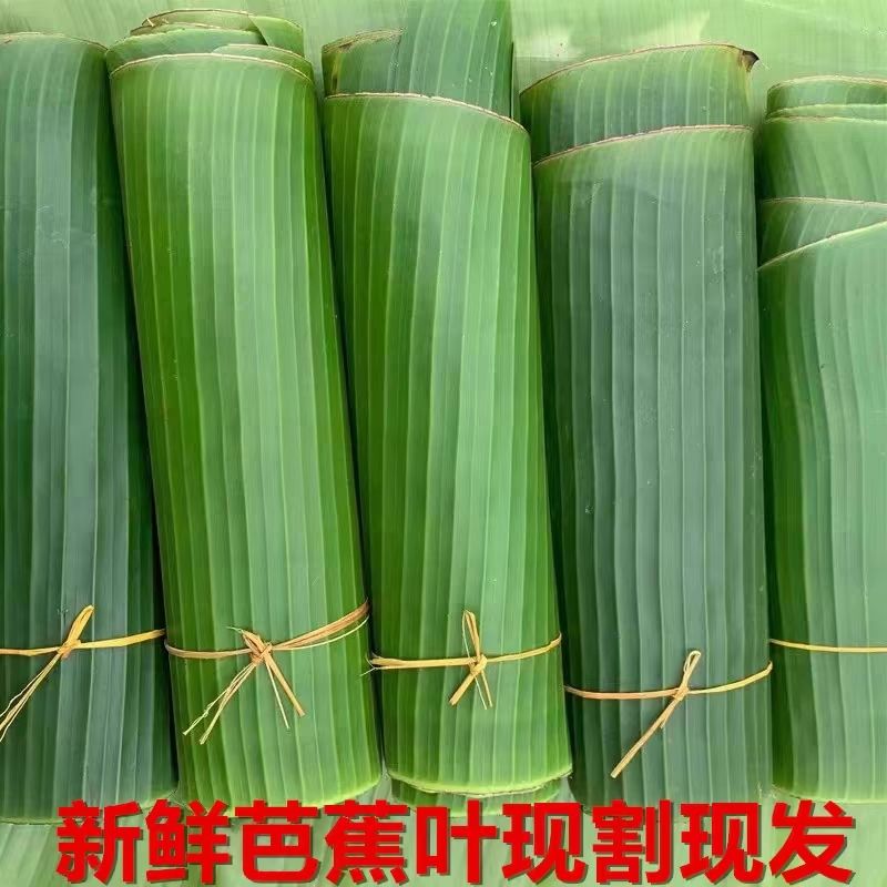 云南德宏芭蕉天然野生新鲜芭蕉叶做糍粑粽子糕点傣式包烧摆盘烤鸡