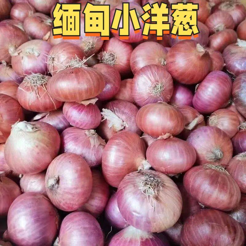 现挖缅甸小洋葱黄葱正宗小葱头农家自种新鲜红葱头大个毛葱栽子