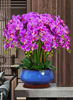 PU蝴蝶兰仿花客厅装饰花关玄电视柜真花大盆兰花公27767司前摆台