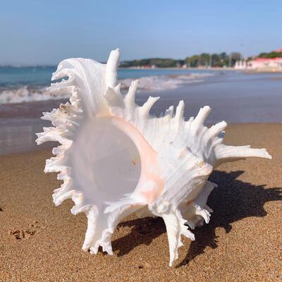 天然大造海螺贝壳白千手螺家居摆件缸28433景族箱装饰水鱼大贝壳