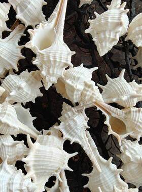 18包邮天31009然贝海螺饰diy壳手工研品学材料白色尾刺女巫螺漂长