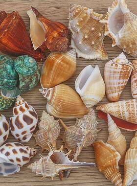 幼儿园手84372工海天螺然洋家贝壳大海海星鱼缸造景寄居蟹壳居装