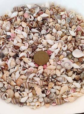 斤天然贝壳手工diy幼儿园称海螺螺米迷你小贝壳装饰41570品瓶漂流