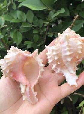 天然海螺贝居壳粉骨螺千手螺鱼缸05550红造景饰家居摆件装品寄蟹