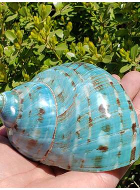 天然52333超大螺海螺绿贝壳寄居蟹换壳件大绿螺摆鱼缸造景婚庆替