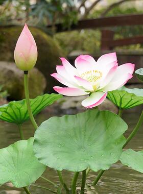 仿真荷40404感花装饰莲手水鱼塘舞台造景观室池户花外拍摄塑料假
