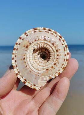 车轮螺草帽螺 天然海60718螺贝壳沙盘造景装饰收藏标小本物礼d缸i