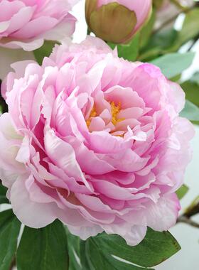 洛牡丹桌仿真花厅客餐厅玄关绢91445花装饰花塑料花摆件阳餐摆设