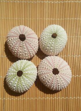 天然梦幻海胆 58213粉红海胆壳 窗设计装 DI墙贴Y装潢 橱地中海家