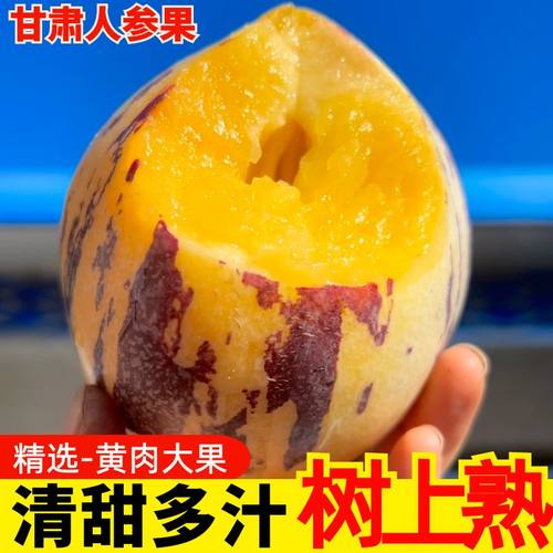 甘肃树上熟黄肉大果沙漠人参果