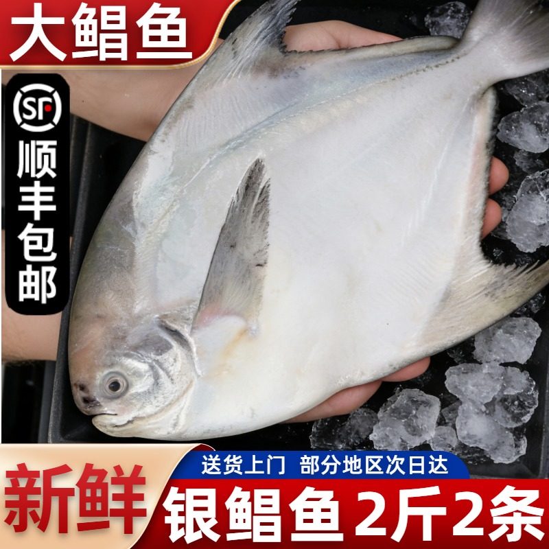 特大银鲳鱼新鲜冷冻深海舟山海鲜活东海冰鲜海捕白鲳鱼水产昌鱼,水产肉类/新鲜蔬果/熟食,鲳鱼,淘宝优惠券,粉丝福利购,淘宝优惠卷
