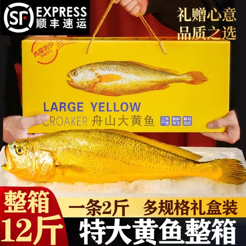 特大号黄花鱼整箱礼盒装顺丰包邮