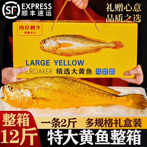 特大号黄花鱼整箱礼盒装顺丰包邮
