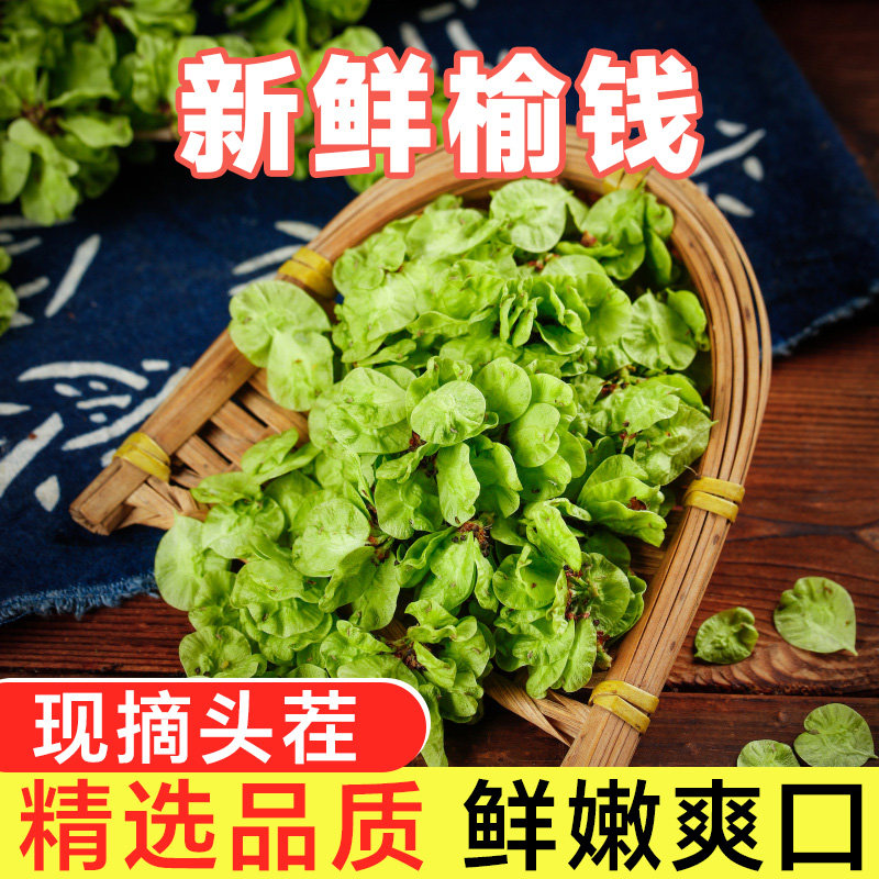 顺丰包邮榆钱新鲜的俞钱儿叶窝窝头余饼洋槐花现摘榆树钱子串野菜