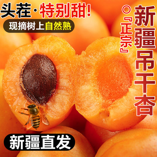新疆直发正宗新疆小红杏子新鲜水果阿克苏吊干杏当季整箱胜小白杏