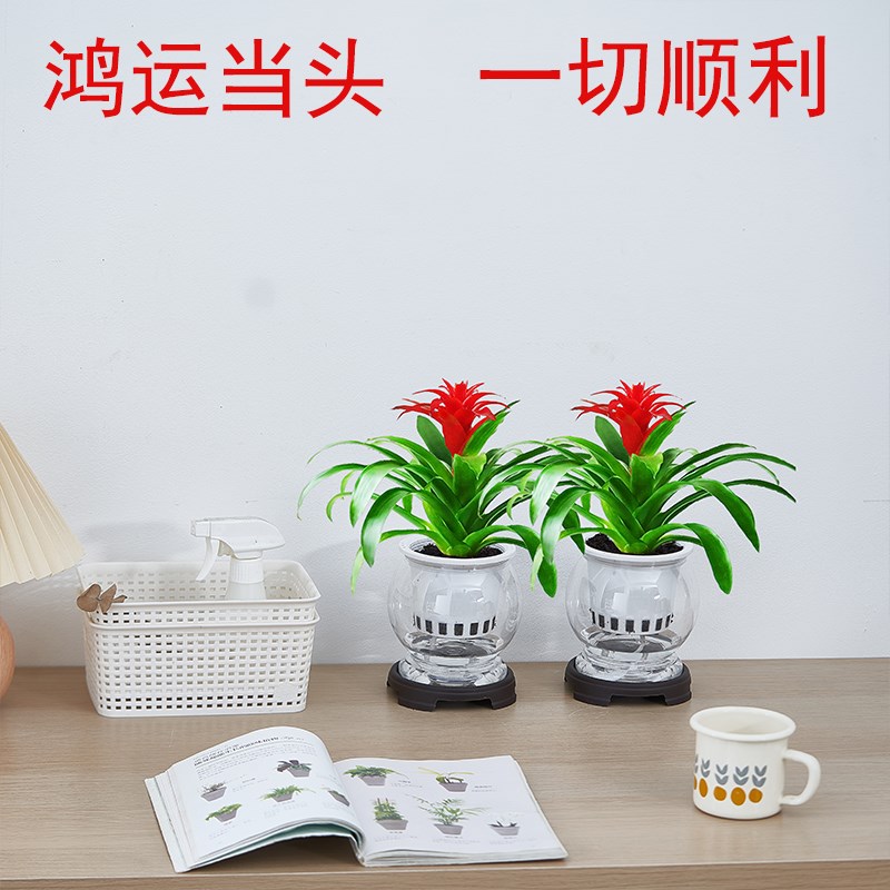 鸿运当头水培植物盆栽室内客厅绿植办公室桌面摆件四季好养花卉花