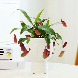 猪笼草植物盆栽夏季 室内客厅阳台驱蚊趣味绿植花卉捕虫草大型食虫