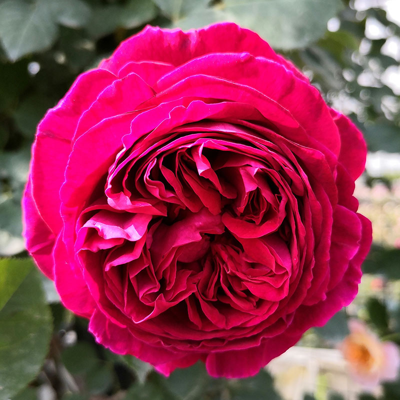 欧月藤本月季大苗莎士比亚2000爬藤攀援蔷薇花苗大花浓香庭院植物