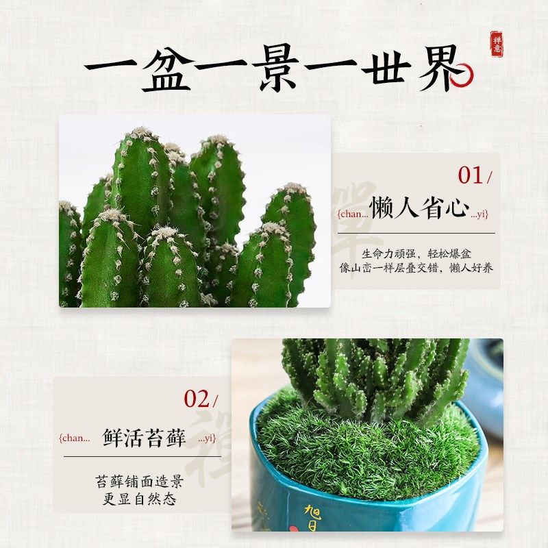 万重山盆栽绿植仙人掌耐旱多肉植物室内办公室桌面上摆件四季好养