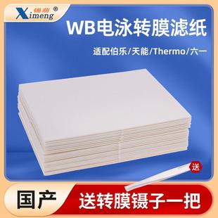 Thermo 天能 六一 blot湿转转膜滤纸适用伯乐 WB转印滤纸Western