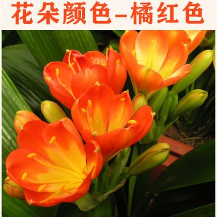 君子兰盆栽带花苞开花含花苞大苗绿植花卉高档客厅室内精品植物