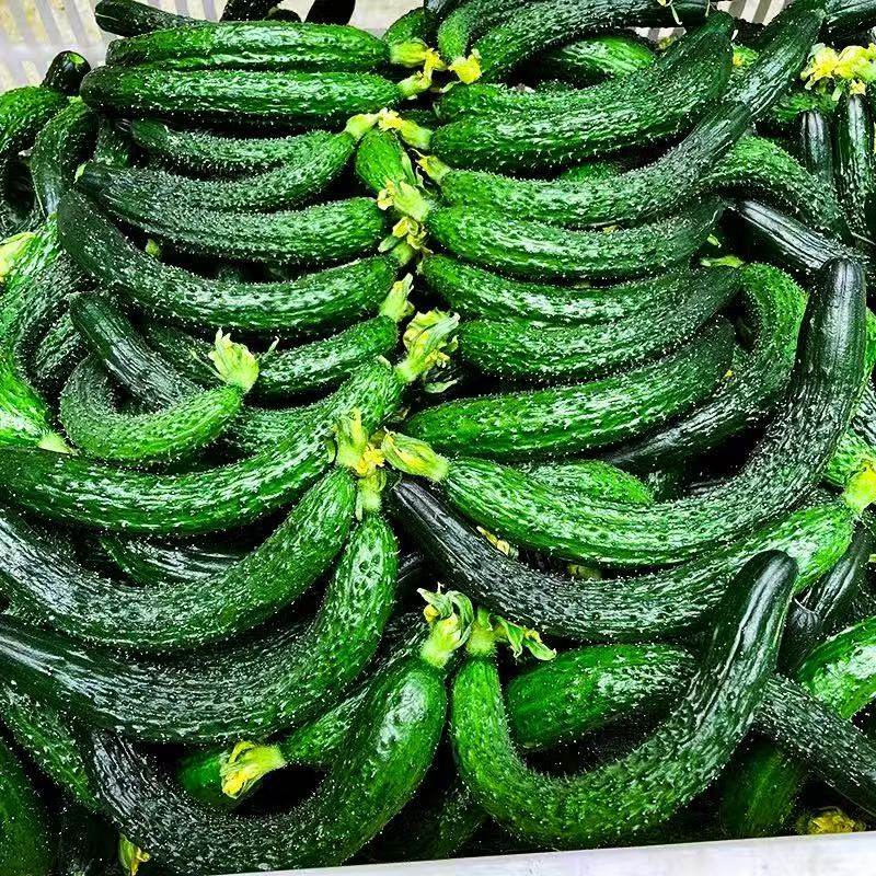 小黄瓜新鲜迷你黄瓜扭拇指粗细黄瓜扭黄瓜扭腌制小黄瓜新鲜5斤包