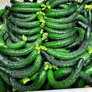 小黄瓜新鲜迷你黄瓜扭拇指粗细黄瓜扭黄瓜扭腌制小黄瓜新鲜5斤包
