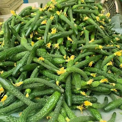 小黄瓜新鲜小黄瓜妞新鲜