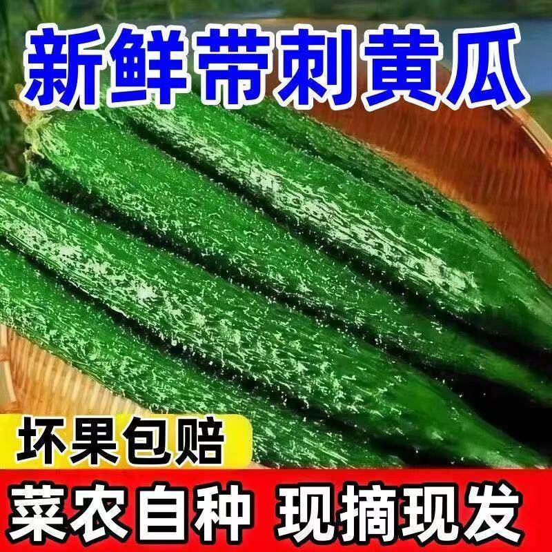 新鲜黄瓜现摘生吃长条带刺黄瓜农家种植当季山东绿心优质新鲜蔬菜