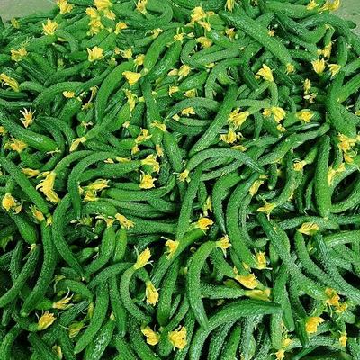 小黄瓜新鲜拇指小黄瓜扭