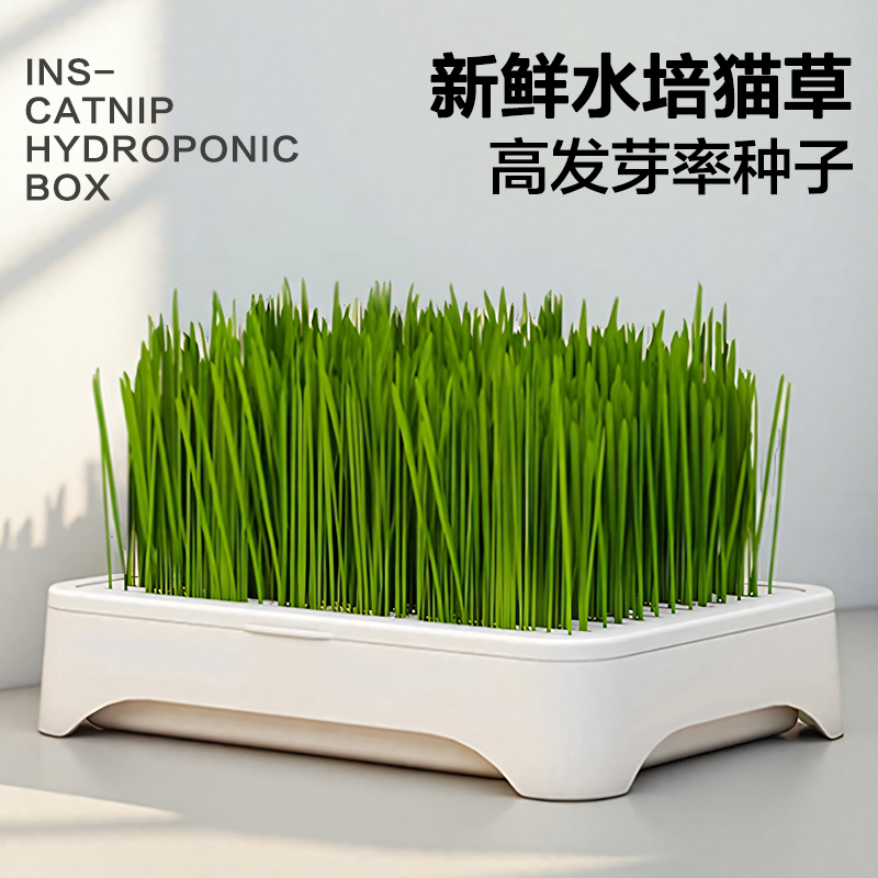 【全网热销100W+】水培猫草套装