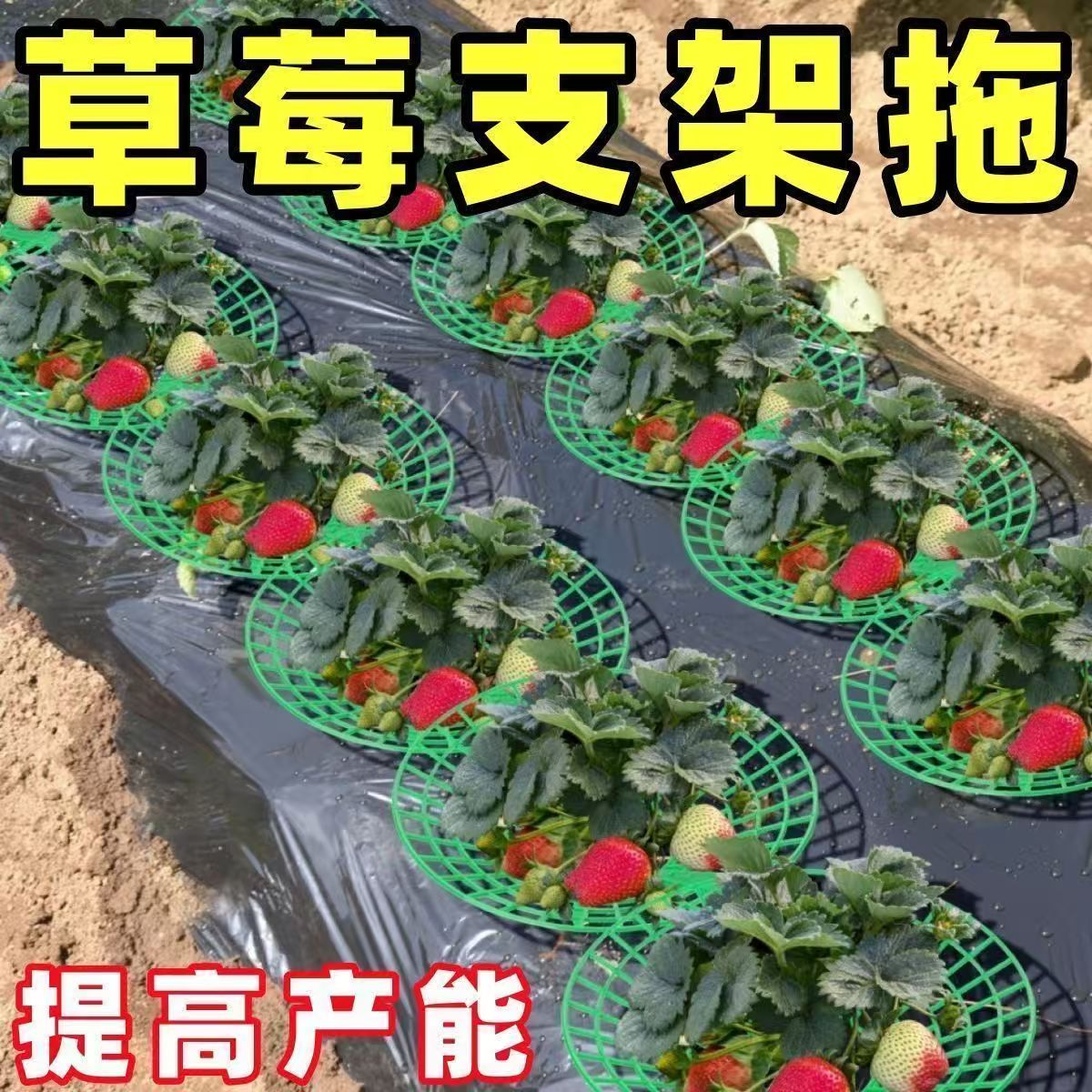 阳台盆栽草莓倒伏支架