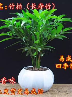 竹柏盆栽驱蚊虫植物长寿竹室内四季常青耐寒绿植竹柏苗夏季水培