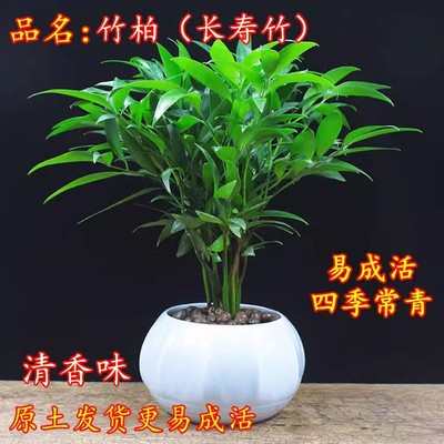 竹柏盆栽驱蚊虫植物长寿竹