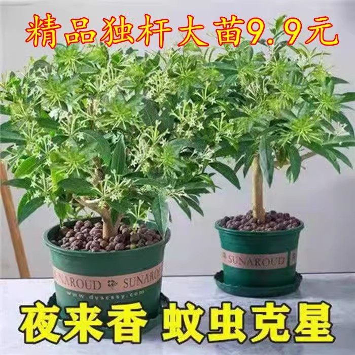 独杆夜来香树苗夜来香盆栽夏季驱蚊草驱蚊虫植物四季常青夏季开花,鲜花速递/花卉仿真/绿植园艺,绣球/木绣球/木本植物,淘宝优惠券,粉丝福利购,淘宝优惠卷