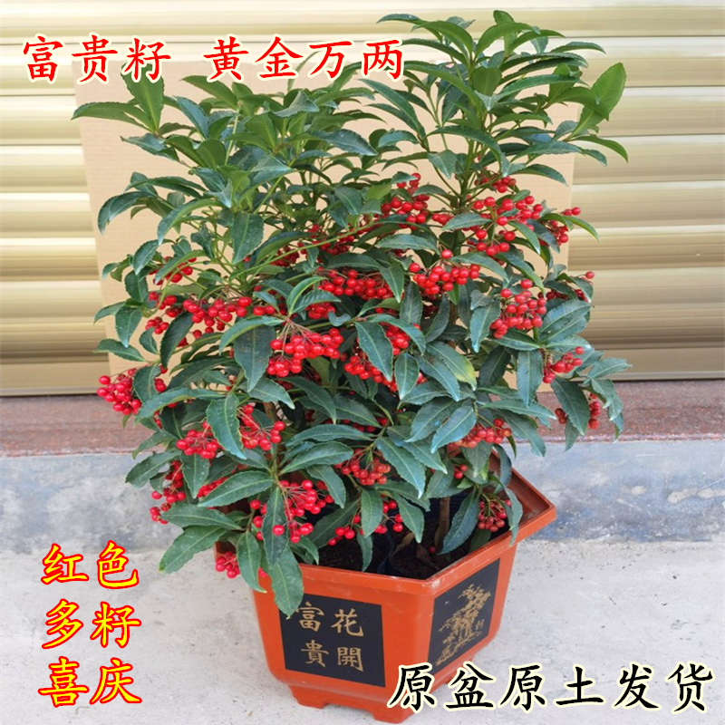 富贵籽盆栽黄金万两吉祥果喜庆红果带果发货耐寒植物客厅年宵花卉