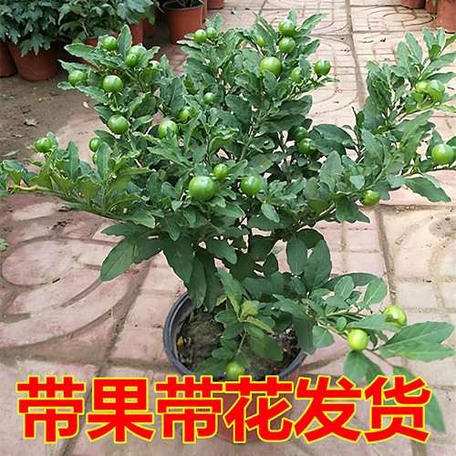 珊瑚豆盆栽看樱桃耐热耐寒多年生看樱桃四季果野海椒盆栽带果吉庆