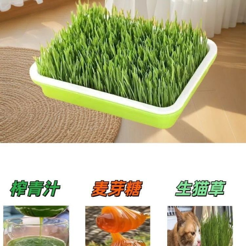 2025年 新小麦粒干小麦种子干麦子猫草自种麦芽糖磨面喂鸡鸟动物