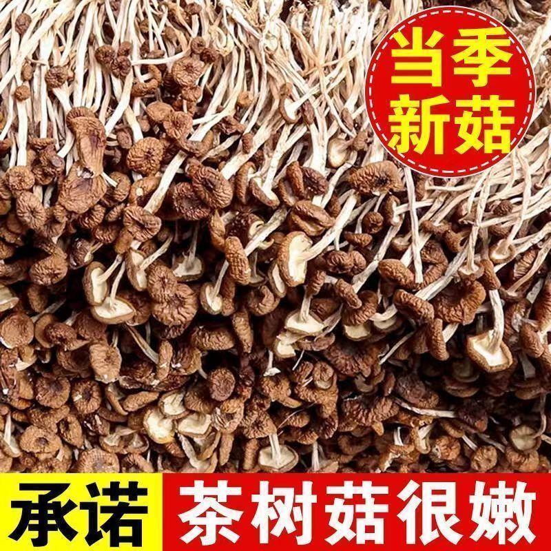 农家新货茶树菇干货古田开伞批发新鲜特产煲汤无干燥剂商用批发