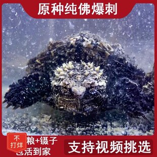 佛罗里达鳄龟纯佛鳄龟爆刺凶猛纯佛鳄龟活物北美鳄龟鱼苗观赏龟