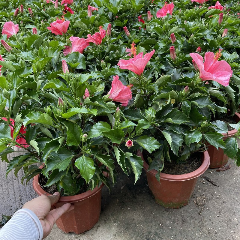 大红花盆栽木槿朱槿扶桑花卉阳台庭院花园四季开花不断多色绿植物