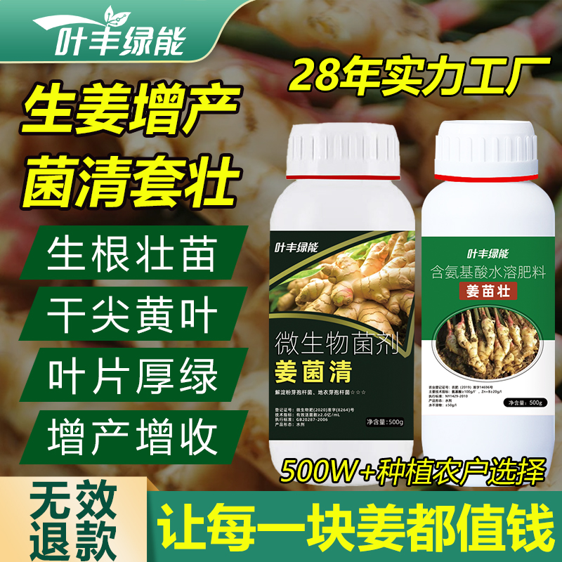 叶丰绿能生姜增产菌清套餐生根壮苗膨大姜块微生物菌剂叶面水溶肥
