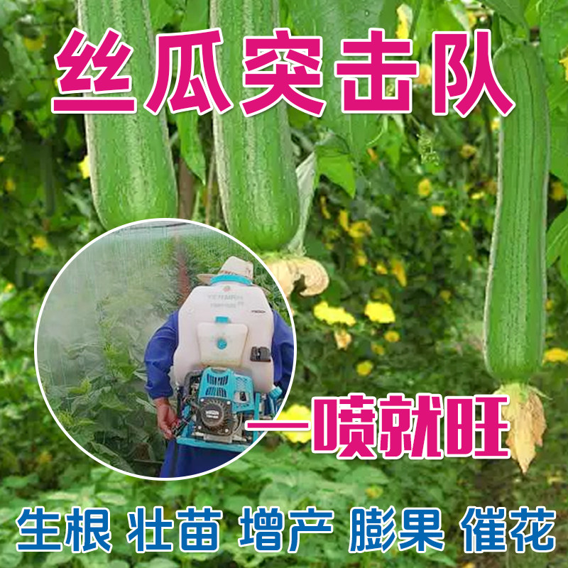 丝瓜专用拉长拉直素叶面肥生根壮苗提质增产水溶硼肥锌肥促进营养