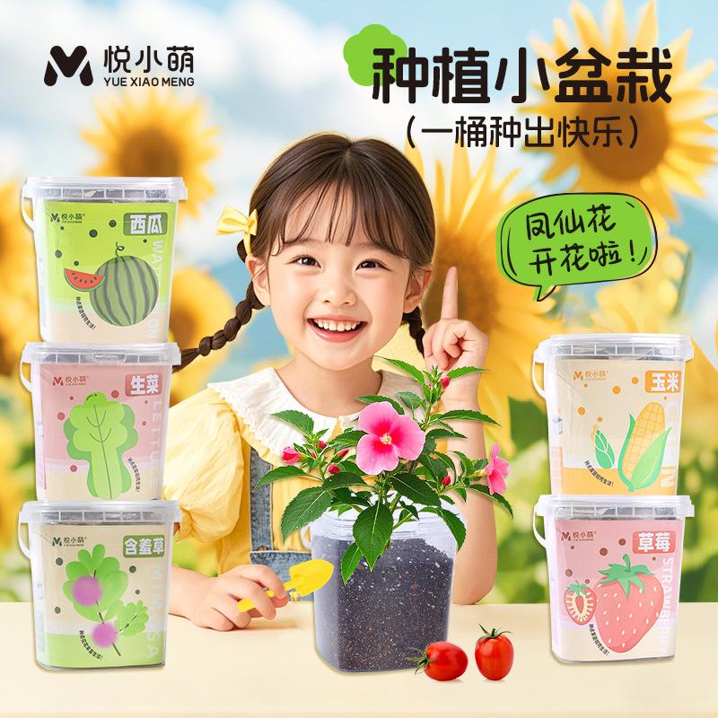 凤仙花种籽小学科学作业植物生长
